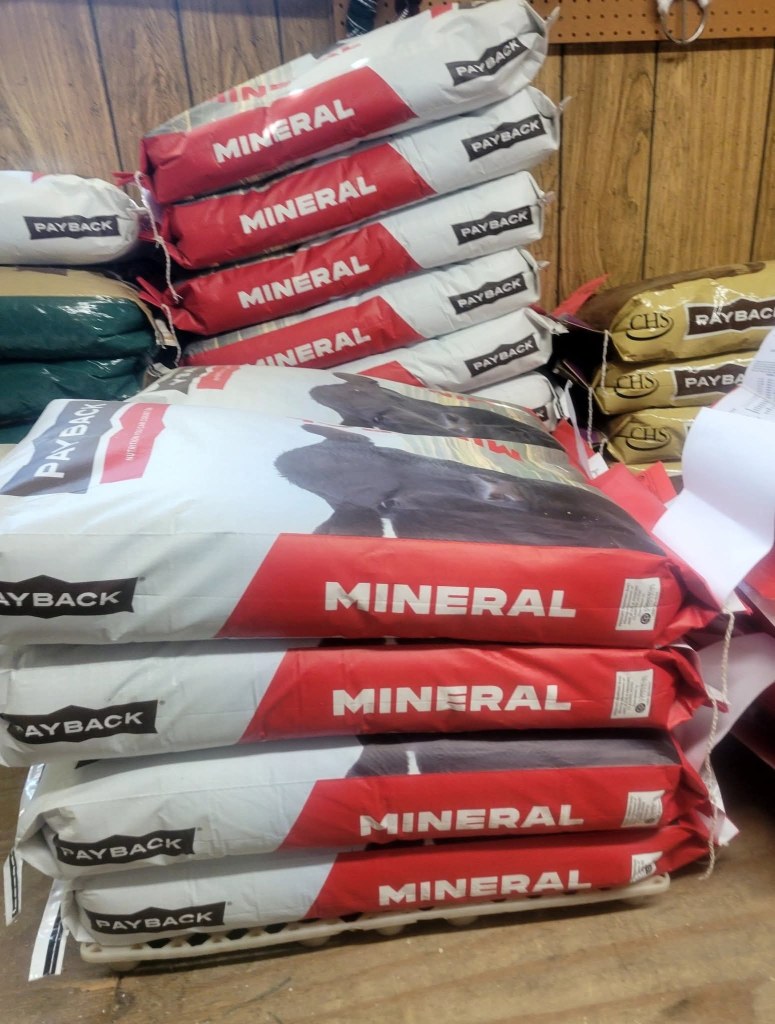 A cow eating from a feeder in a field in front of a barn.